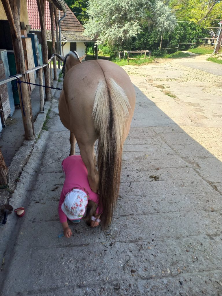 Kislány egy fakó ló patáját tisztítja az istálló előtt