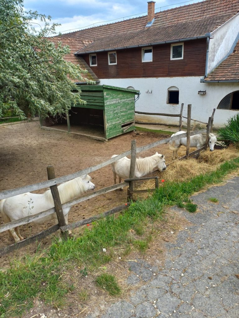 Fehér pónik a beállóval felszerelt karámban, háttérben a nagy istállóval